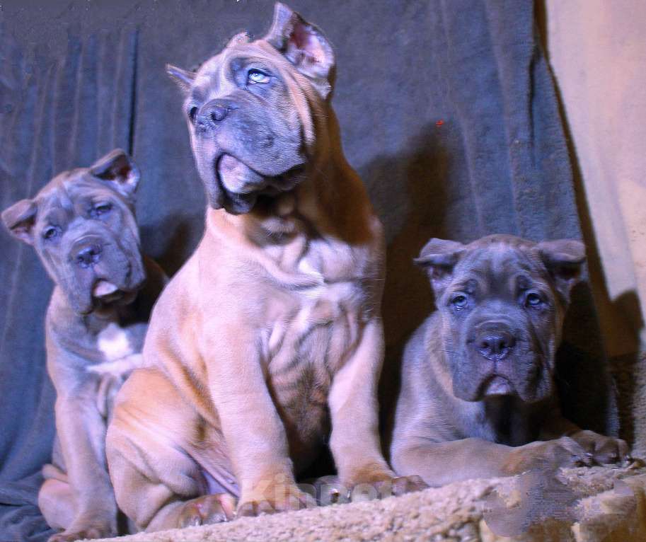 Собаки в Омске: Кане корсо щенки Мальчик, 70 000 руб. - фото 1