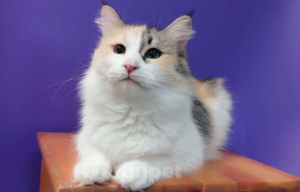 Кошки в Москве: Молодая трехцветная кошечка Клубочек Девочка, Бесплатно - фото 3