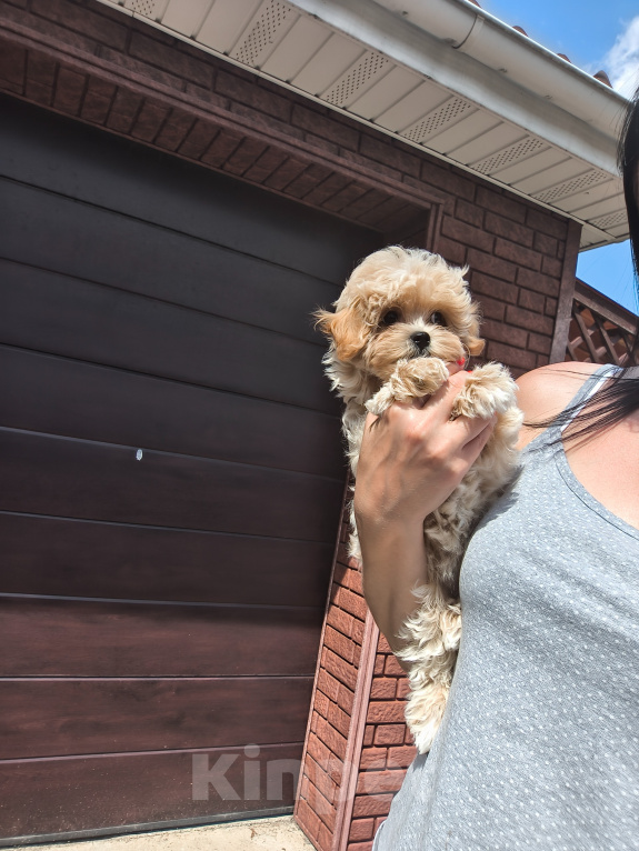 Собаки в Пушкино: Мини девочка мальтипу Девочка, 130 000 руб. - фото 4