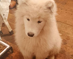 Собаки в Оренбурге: Мальчик самоед Мальчик, 20 000 руб. - фото 2