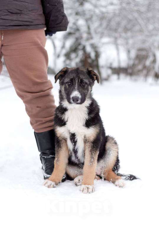 Собаки в Балашихе: щенок девочка была выкинула в чистом поле. Девочка, Бесплатно - фото 2