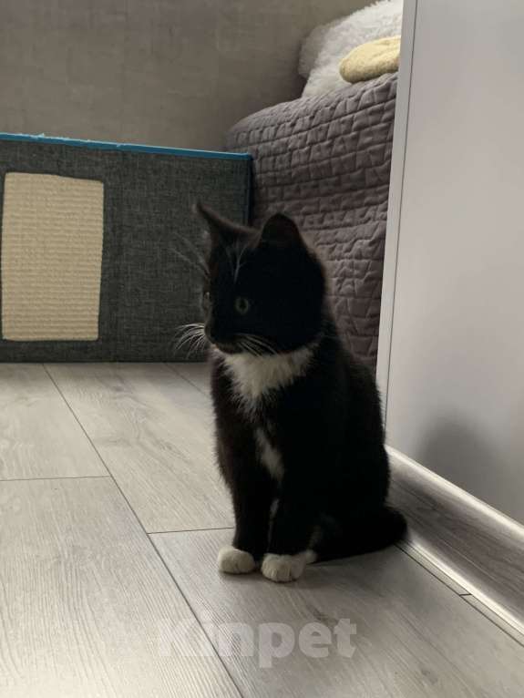 Кошки в других городах Московской области: Котёнок в добрые руки и любящую семью Мальчик, Бесплатно - фото 3