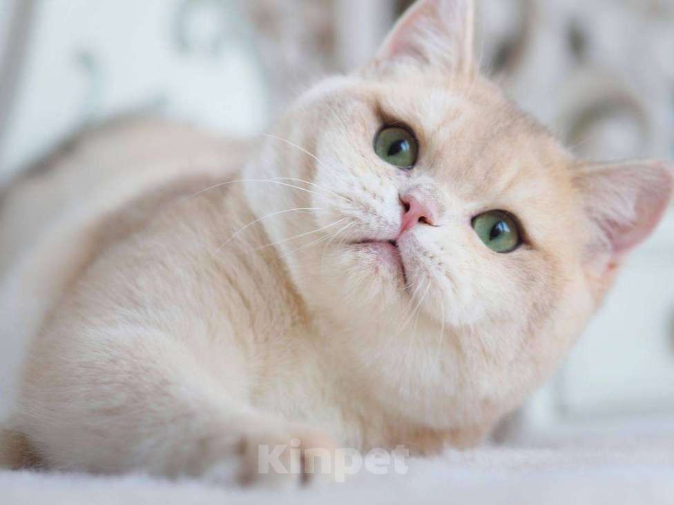 Кошки в Москве: Британский котенок Гром Мальчик, 100 000 руб. - фото 3