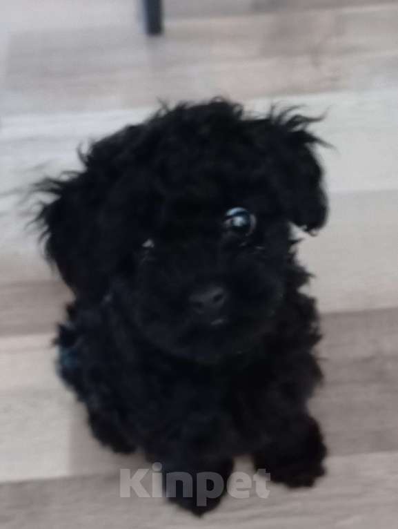 Собаки в Кирове: Той-пудель Девочка, Бесплатно - фото 2