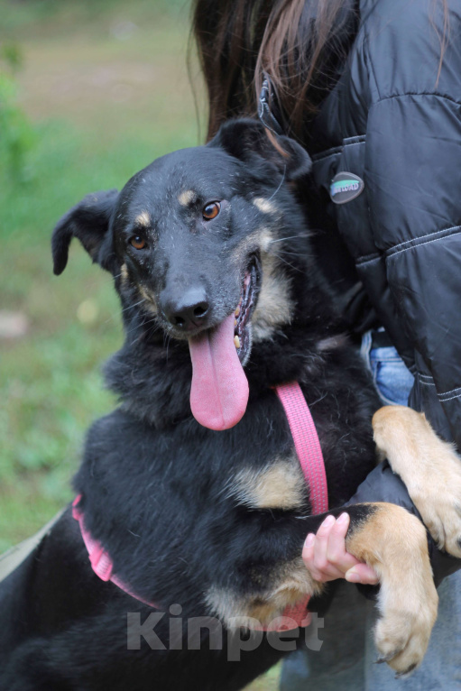 Собаки в Москве: Крупный щенок Девочка, Бесплатно - фото 9