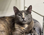 Кошки в Балашихе: Корица Девочка, Бесплатно - фото 4