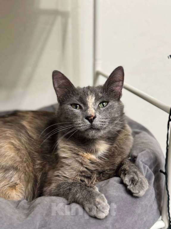 Кошки в Балашихе: Корица Девочка, Бесплатно - фото 4