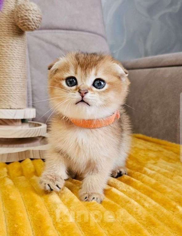 Кошки в Владимире: Шотландские котята девочка Девочка, Бесплатно - фото 1