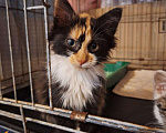 Кошки в Москве: Котёнок Фиона в добрые руки  Девочка, Бесплатно - фото 2