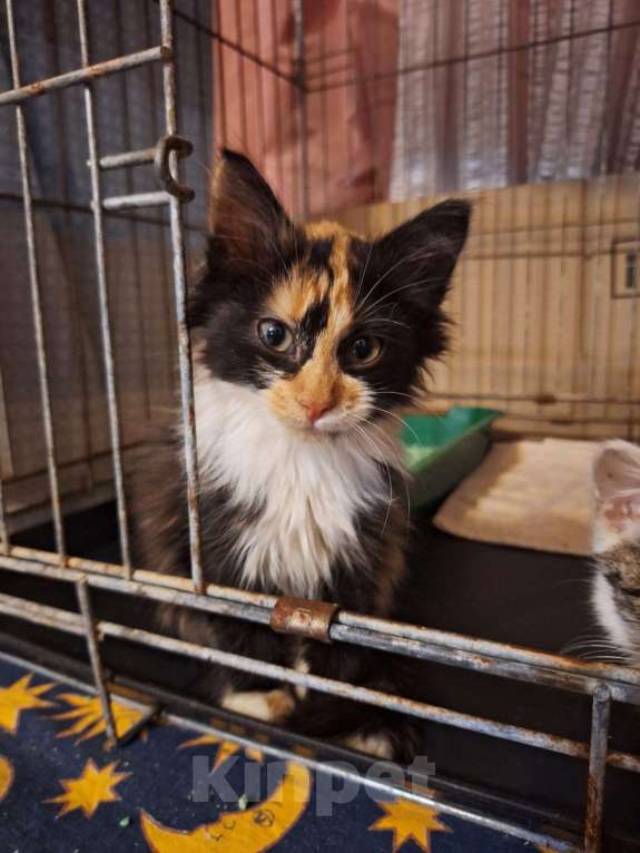 Кошки в Москве: Котёнок Фиона в добрые руки  Девочка, Бесплатно - фото 2