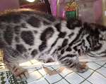 Кошки в Санкт-Петербурге: Бенгальская кошечка Девочка, 55 000 руб. - фото 5