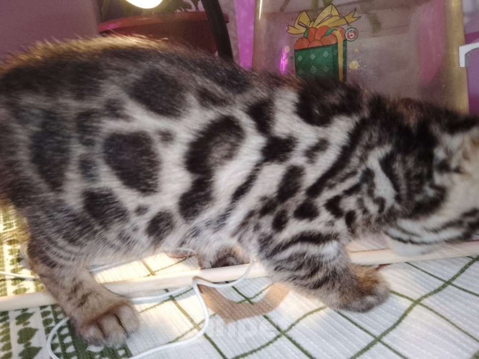 Кошки в Санкт-Петербурге: Бенгальская кошечка Девочка, 55 000 руб. - фото 5