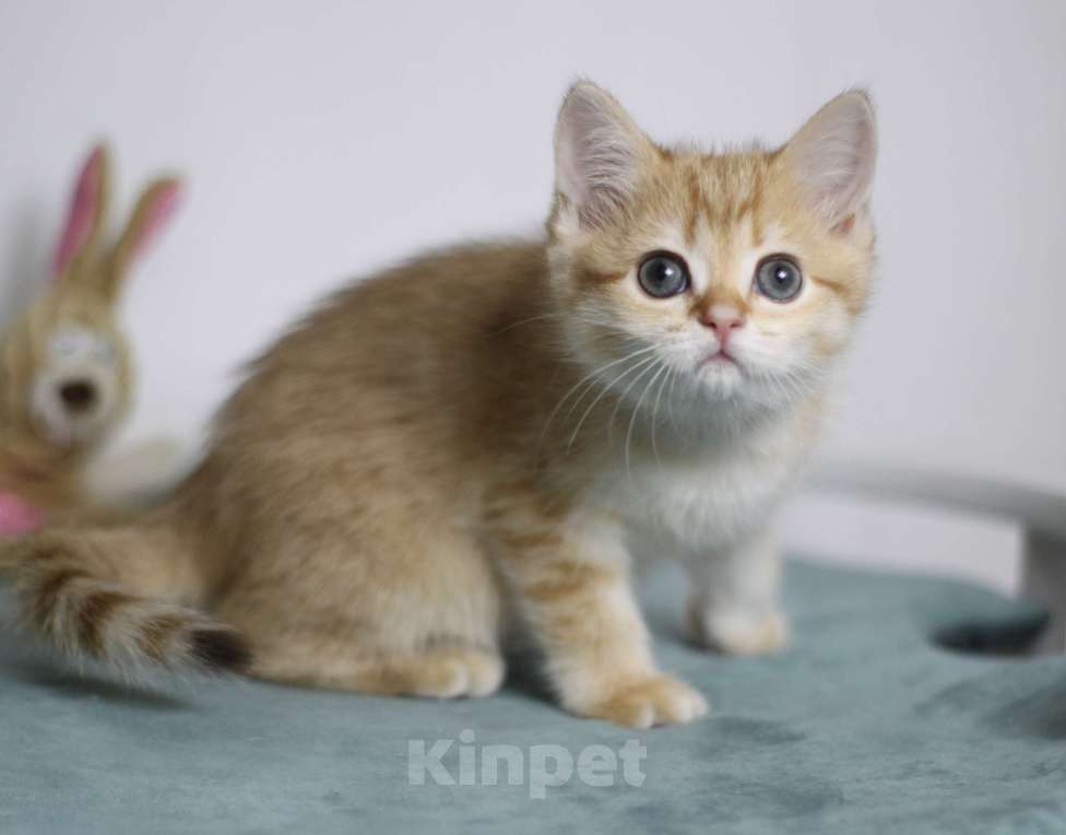 Кошки в Москве: Фисташка Девочка, 35 000 руб. - фото 3