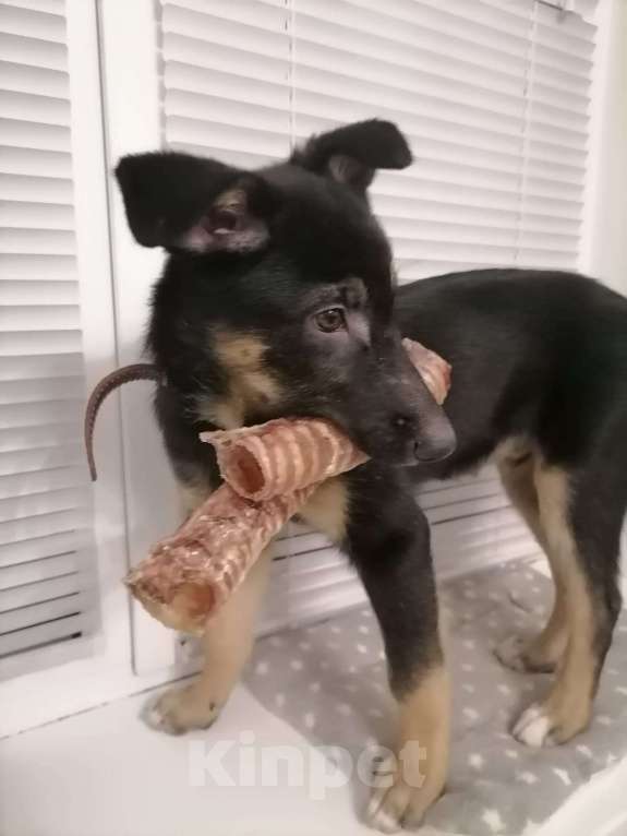 Собаки в Москве: Риччи - жизнь без братана скучна Мальчик, Бесплатно - фото 2