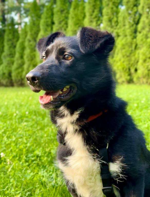 Собаки в Москве: Метис корг. На улицу через 2 дня Мальчик, Бесплатно - фото 3