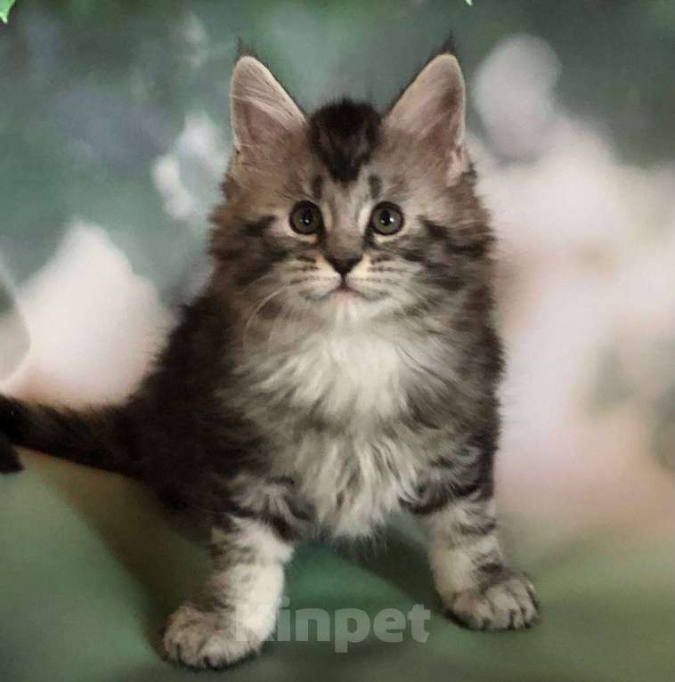 Кошки в Санкт-Петербурге: Котик мейн кун из питомника Nord-Westland Мальчик, 45 000 руб. - фото 5