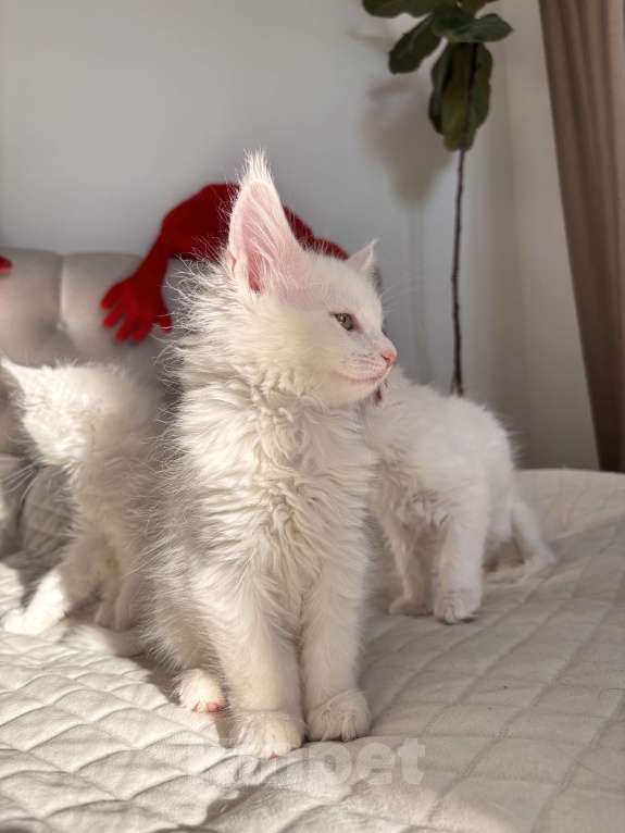 Кошки в Калининграде: Мэйкун котенок  Мальчик, 50 000 руб. - фото 3