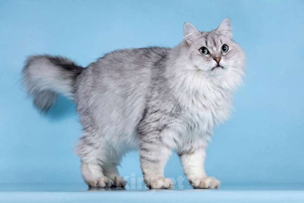 Кошки в Москве: Ласковый котик Ринальдо в добрые руки Мальчик, Бесплатно - фото 3