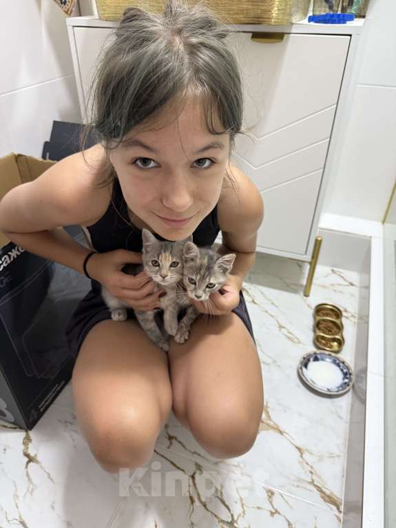 Кошки в Анапе: Котенок девочка ищет семью  Девочка, Бесплатно - фото 3