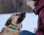 Собаки в Москве: Собака-компаньон в дар Девочка, Бесплатно - фото 5