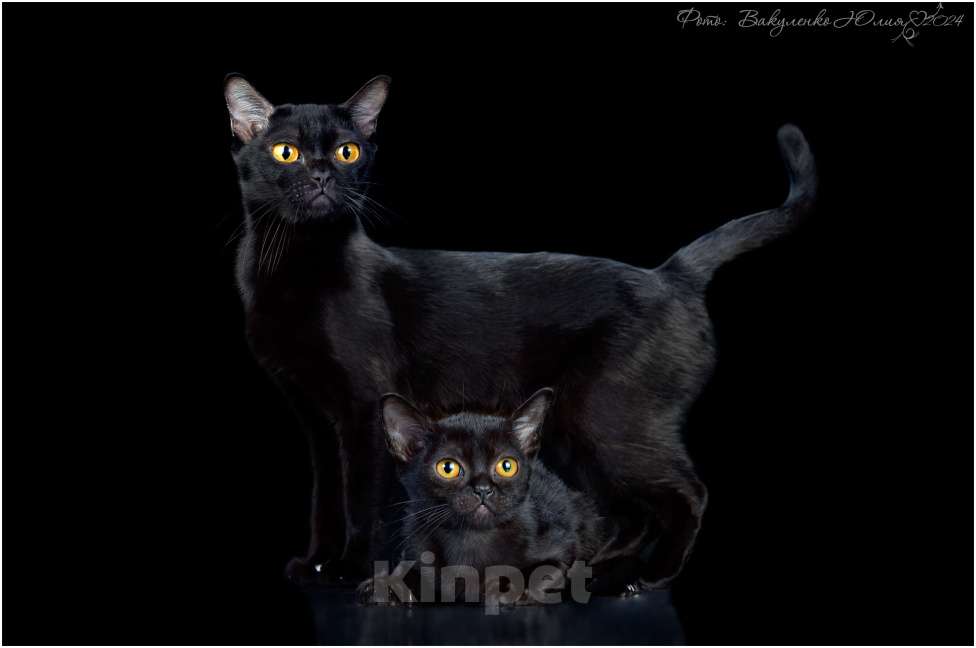 Кошки в Ростове-на-Дону: Котята породы Бомбей Мальчик, Бесплатно - фото 3