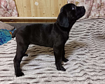 Собаки в других городах Забайкальского края: щенок Кане-корсо  Девочка, 20 000 руб. - фото 4