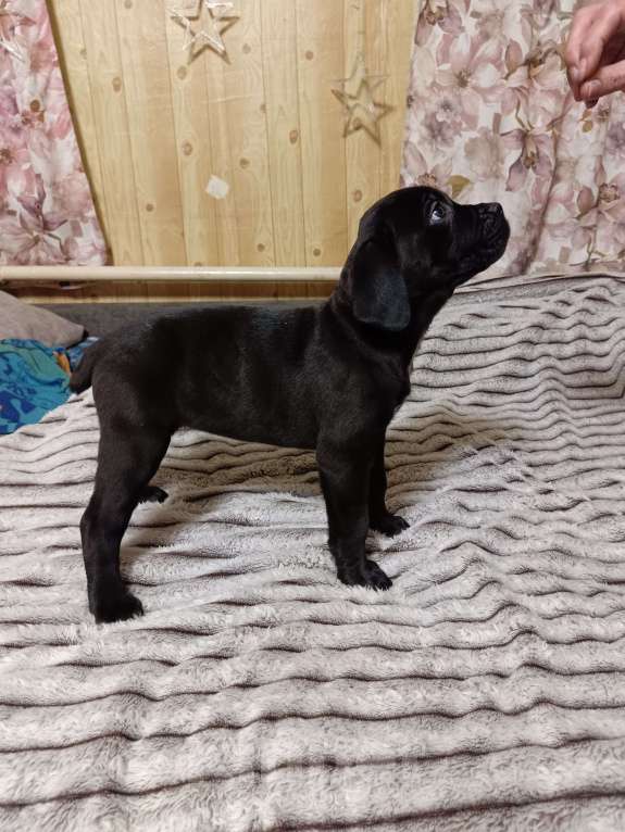 Собаки в других городах Забайкальского края: щенок Кане-корсо  Девочка, 20 000 руб. - фото 4