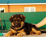 Собаки в Челябинске: щенки немецкой овчарки, 10 000 руб. - фото 7