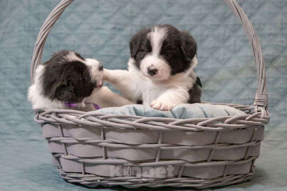 Собаки в Москве: Идеальный щеночек бордер-колли Мальчик, Бесплатно - фото 2