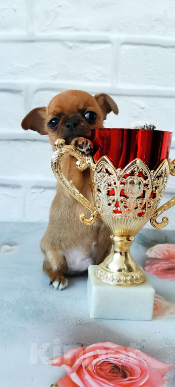 Собаки в Владимире: Рыжий красавчик Мальчик, 40 000 руб. - фото 1