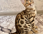 Кошки в Москве: Бенгальский мальчик Мальчик, 50 000 руб. - фото 3