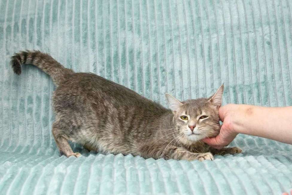 Кошки в Москве: Роскошный кот Мажор ищет дом, в добрые руки Мальчик, Бесплатно - фото 6