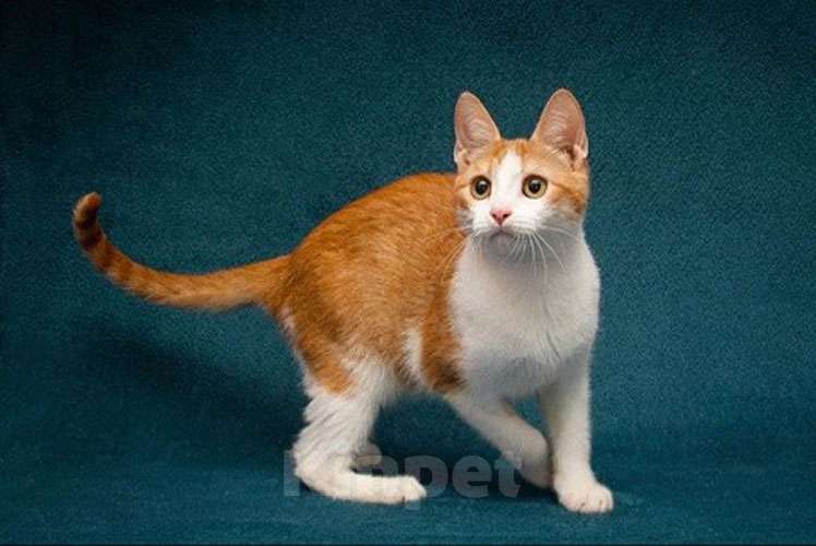 Кошки в Москве: Персиковое чудо Китти, милый, нежный котенок в добрые руки Девочка, 10 руб. - фото 2