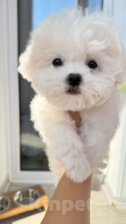 Собаки в Владивостоке: Мини Бишон Девочка Девочка, 250 000 руб. - фото 1