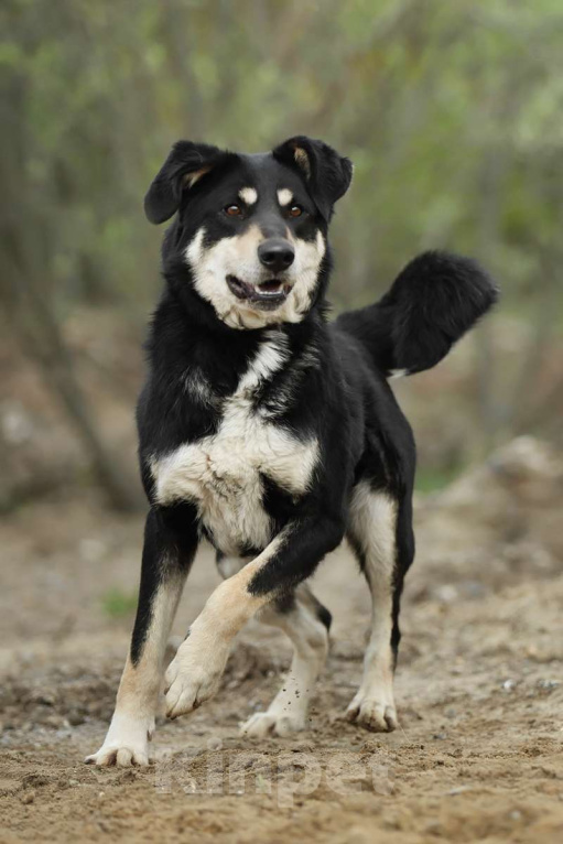 Собаки в Москве: Корсак из приюта мечтает о доме Мальчик, Бесплатно - фото 3