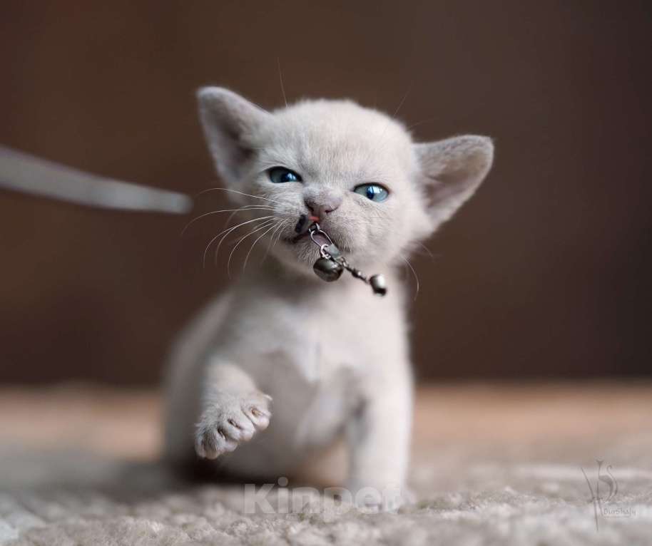 Кошки в Москве: Европейская Бурма лиловая Девочка Девочка, 100 000 руб. - фото 2