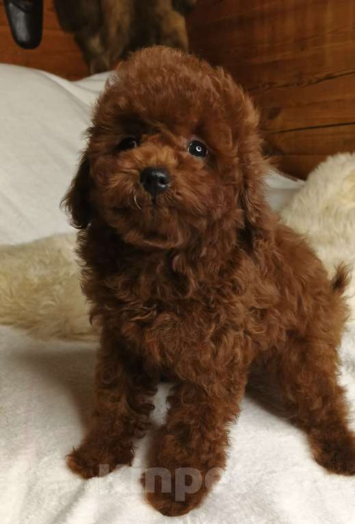 Собаки в Москве: щенок Китайский тедди пудель (Teddy Bear) Мальчик, 150 000 руб. - фото 4