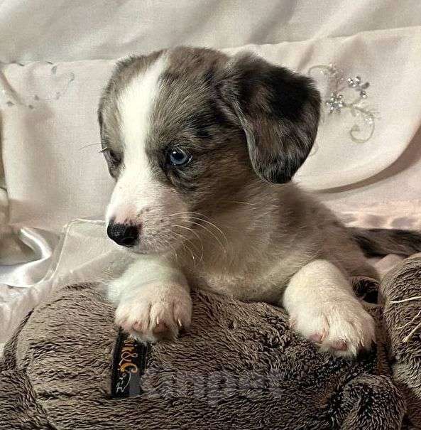 Собаки в Нижнем Новгороде: Вельш Корги Кардиган продажа  Мальчик, 50 000 руб. - фото 2
