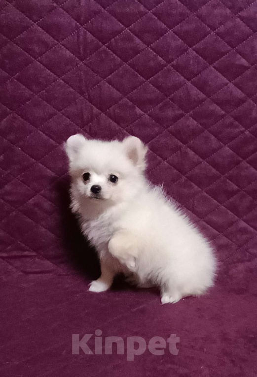 Собаки в Москве: Белоснежный малыш Мальчик, 25 000 руб. - фото 1