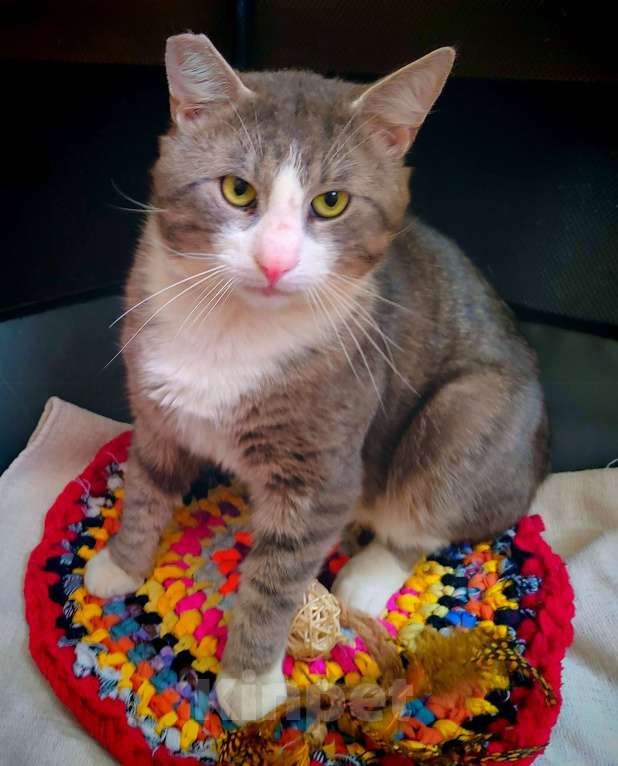 Кошки в Санкт-Петербурге: Котик Феденька ждет своих родителей Мальчик, Бесплатно - фото 4