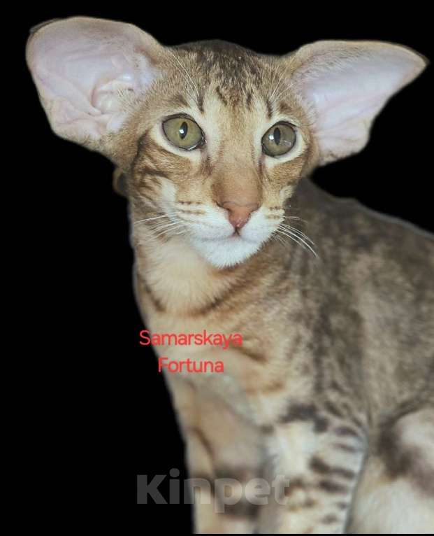 Кошки в других городах Самарской области: Ориентальный котик шоколадного мраморного окраса  Мальчик, 100 000 руб. - фото 2