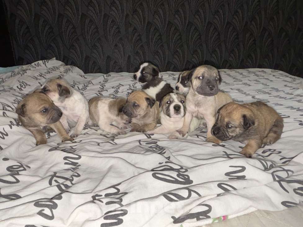 Собаки в Белгороде: Щенки в добрые руки Девочка, Бесплатно - фото 3