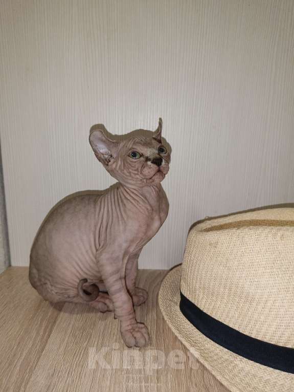 Кошки в Москве: Эльф девочка Девочка, 50 000 руб. - фото 6