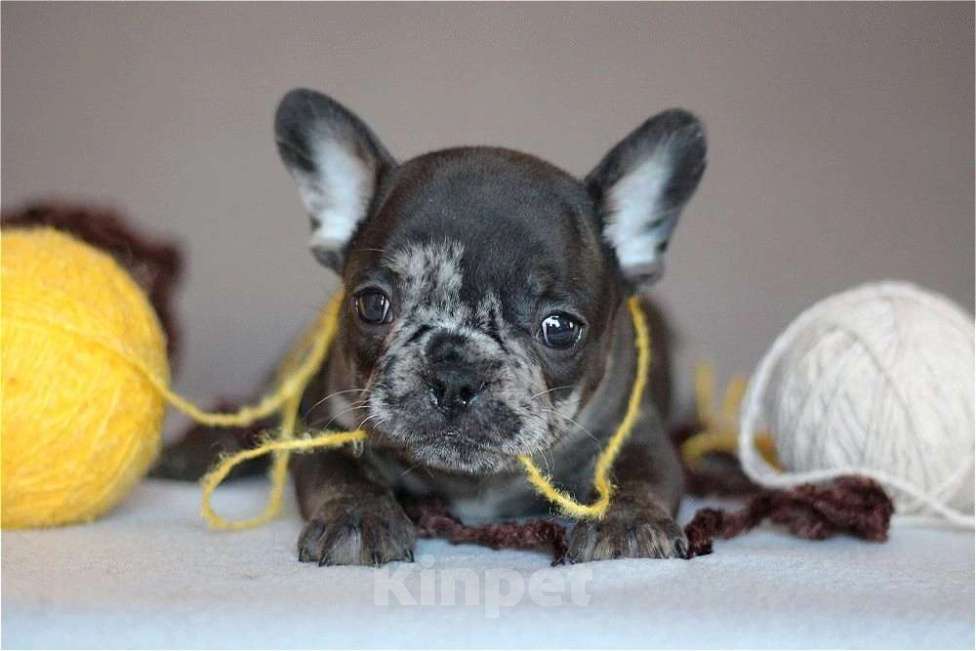 Собаки в Перми: Щенок французского бульдога Мальчик, 55 000 руб. - фото 3