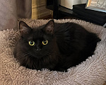 Кошки в Москве: Котик Мотя ищет дом Мальчик, Бесплатно - фото 4