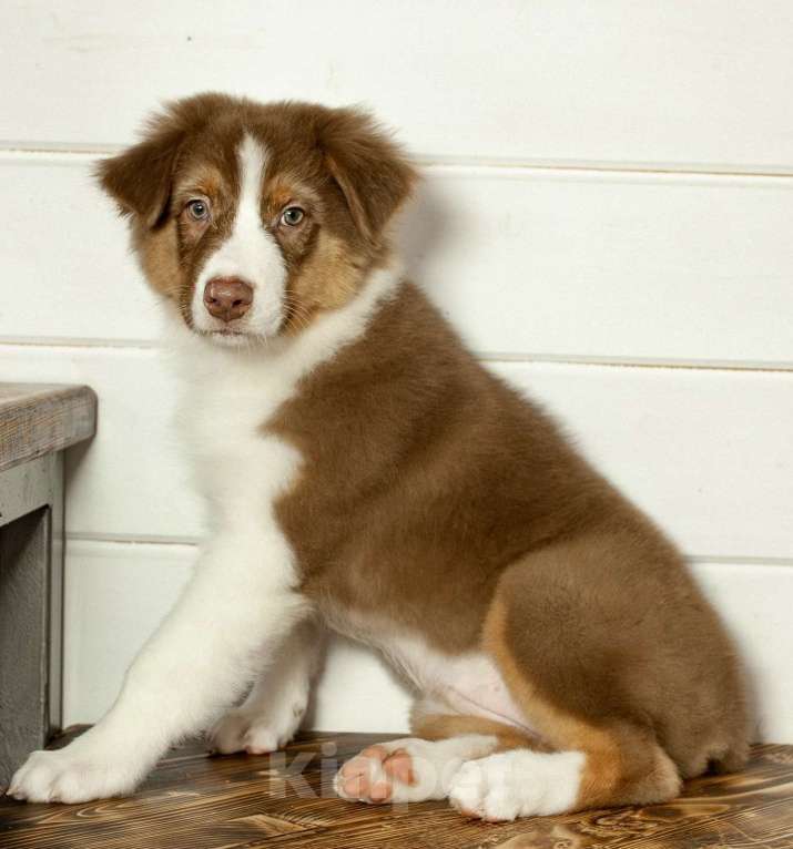 Собаки в других городах Московской области: Щенки Австралийской овчарки Девочка, 65 000 руб. - фото 9