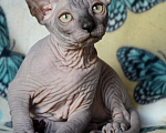 Кошки в Барнауле: Котенок канадского сфинкса Мальчик, Бесплатно - фото 1