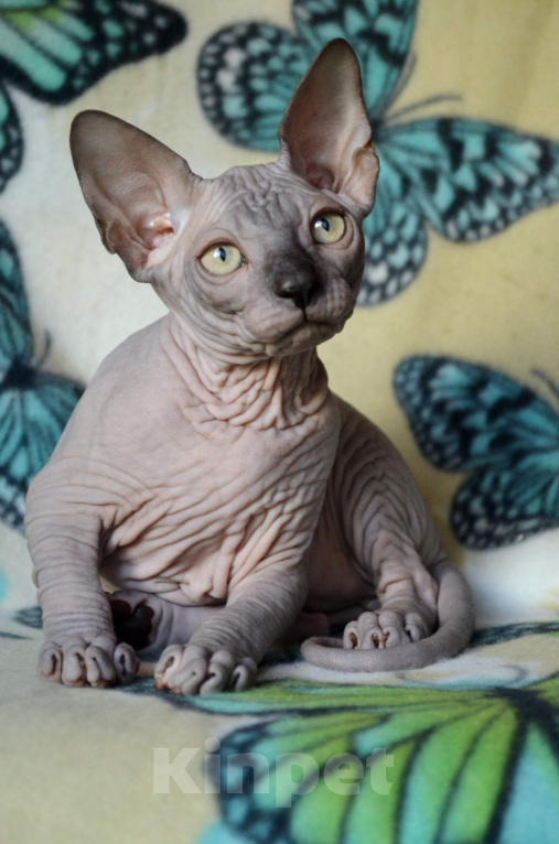 Кошки в Барнауле: Котенок канадского сфинкса Мальчик, Бесплатно - фото 1