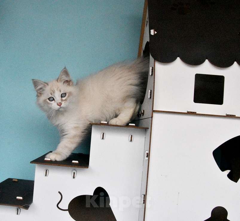 Кошки в Москве: Синеглазый сибирский котик Мальчик, Бесплатно - фото 3