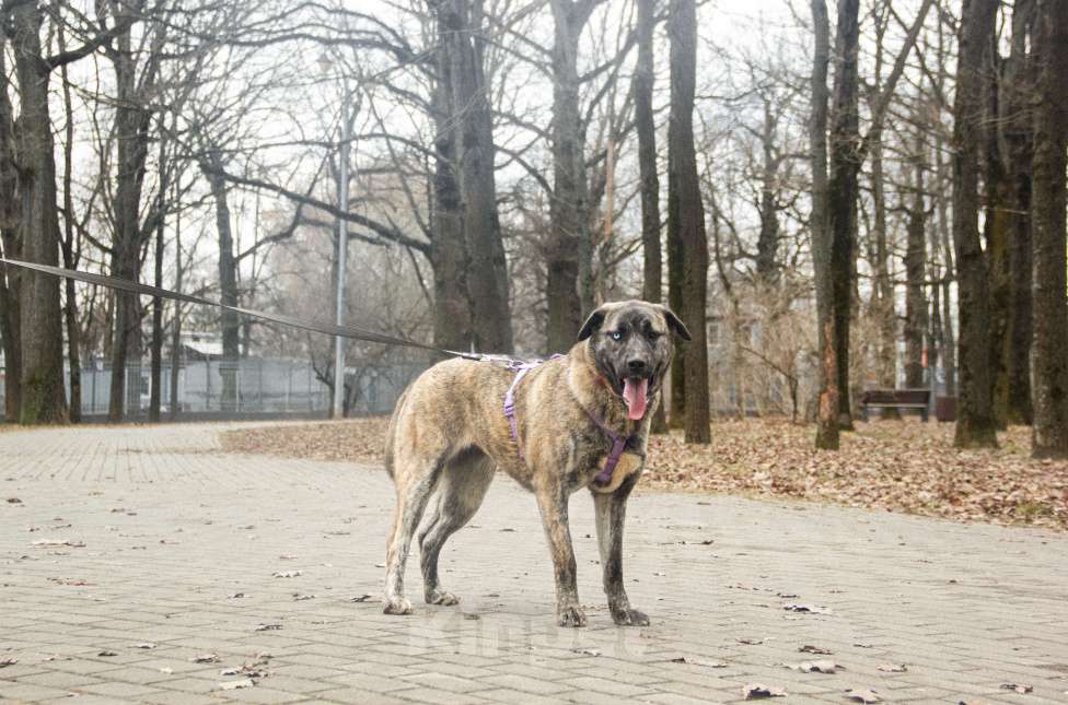 Собаки в Москве: Лика Девочка, Бесплатно - фото 7